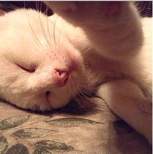 Uyuyormuşum gibi çek.