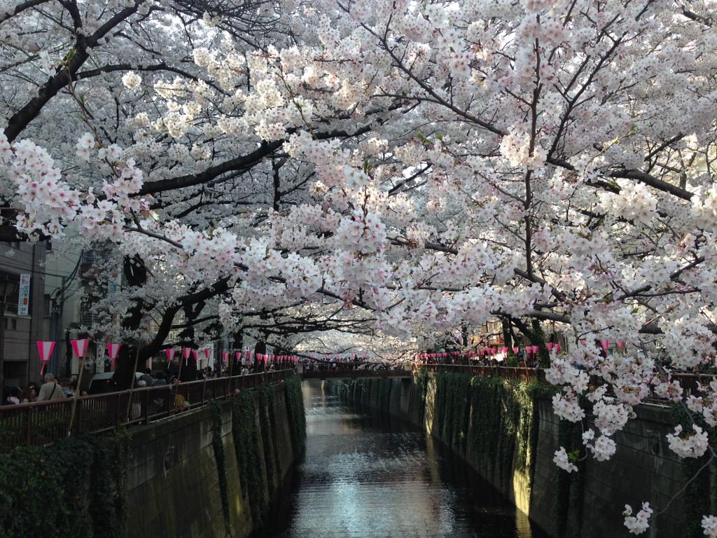 chihilon's tweet photo. へへへ。
平日なのに、中目黒は凄い人。 http://t.co/IbKulGZ9TN