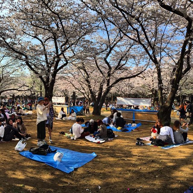 HowardLask's tweet image. Sakura