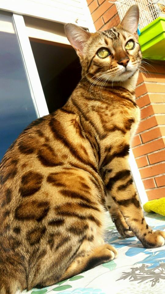 whiskas_uk's tweet photo. Make a difference this Monday! Text TIGER to 70123 to donate £5 to @WWF_UK, and help #ProtectATiger. http://t.co/omXLY2qCgK