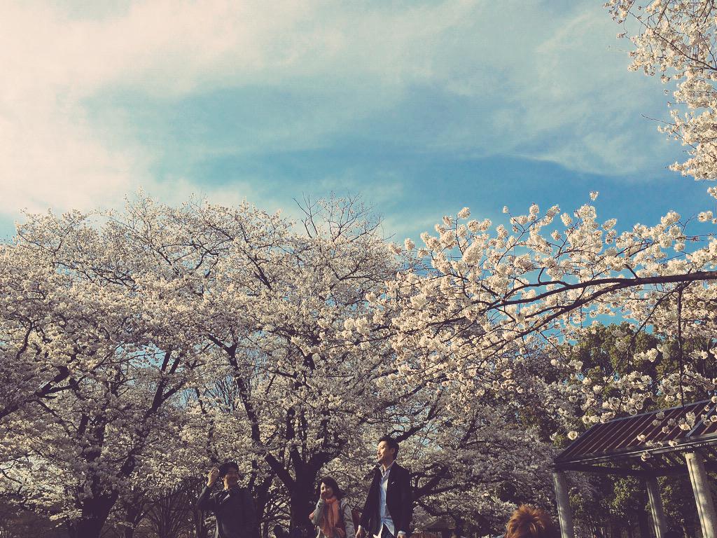yuriBochaaan's tweet photo. 🌸💓🌸
#sigmaHERO #花見#学校花見 http://t.co/8Ddwf6cfF9