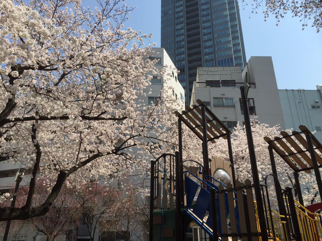 歌恋 カレン この時期 桜が舞う感じで 純情花吹雪がはえる季節ですね 大好きな曲です Rt Entankaneko Karenenka 純情花吹雪歌うしか