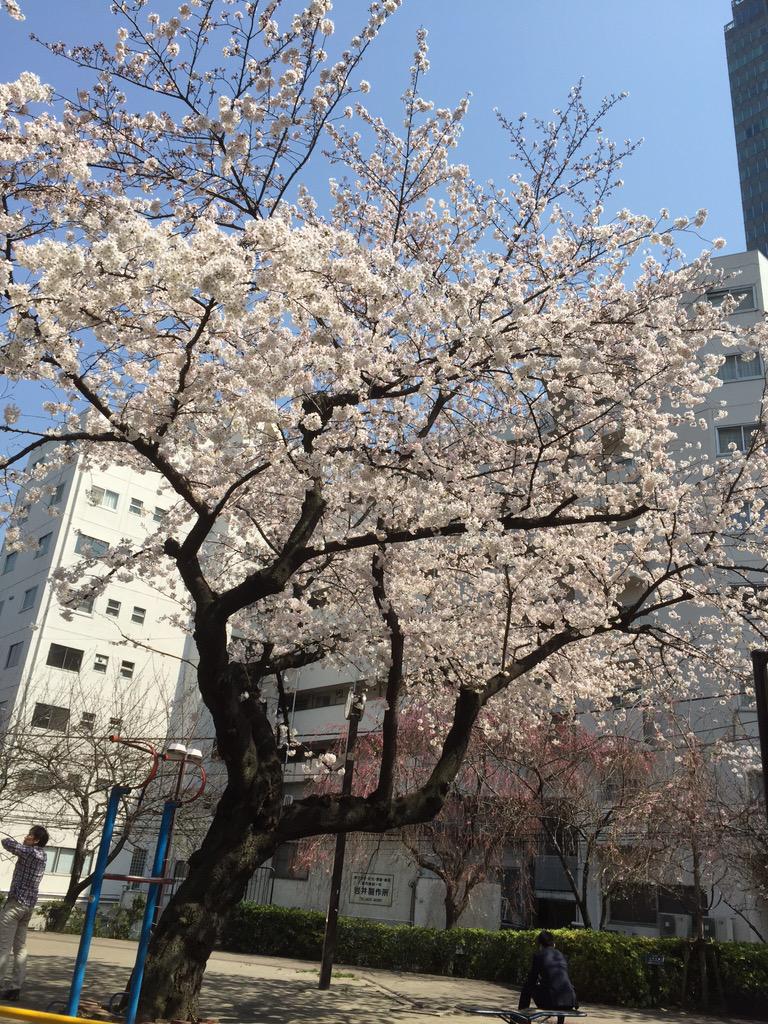 歌恋 カレン この時期 桜が舞う感じで 純情花吹雪がはえる季節ですね 大好きな曲です Rt Entankaneko Karenenka 純情花吹雪歌うしか