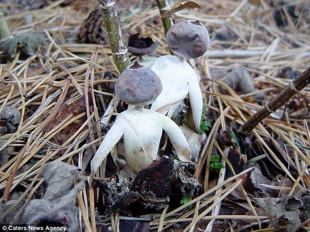 New species of mushroom that looks like a man discovered in Norfolk dailym.ai/1GGaVos