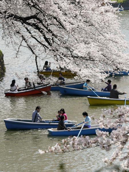 Agenzia_Ansa's tweet photo. Fioriscono i ciliegi in Giappone. Migliaia di visitatori nei parchi e nei giardini del Paese http://t.co/kKo2ZBRA5a http://t.co/uBHpiVroe3