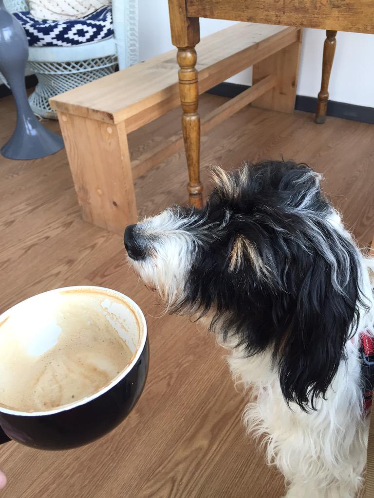 Bruce Porter (@bruceporterpga) on Twitter photo Doris can't start the day without her morning cappuccino! <a href="/coastcafemarina/">Coast Cafe</a> #doriscam #dogfriendly Doris can't start the day without her morning cappuccino! <a href="/coastcafemarina/">Coast Cafe</a> #doriscam #dogfriendly