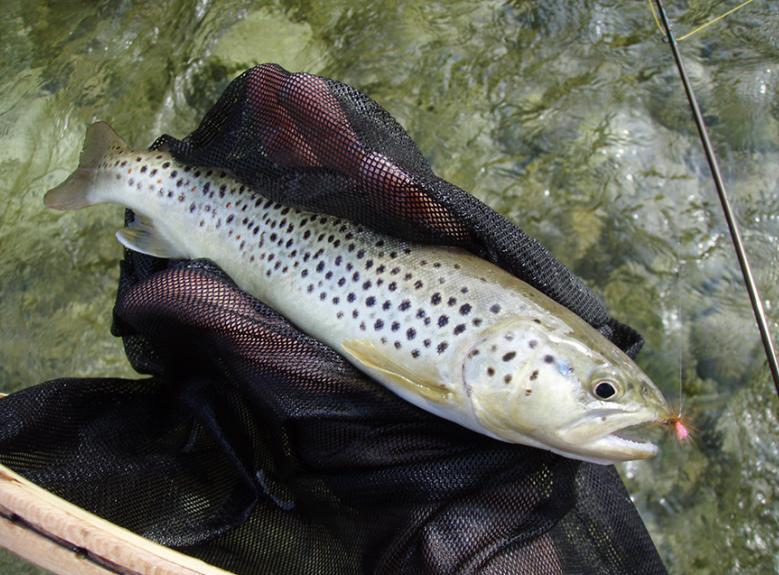 Fish_around tweet picture