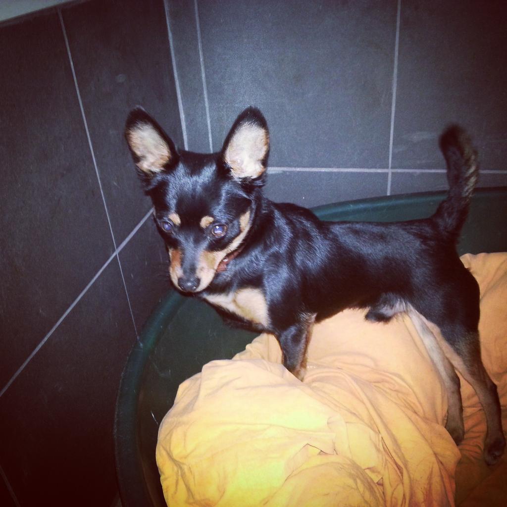 lauvas_sirds's tweet image. Ļoti nobijies mazsuns.Ieleca mašīnā pie veikala "Cella".Saimniek?