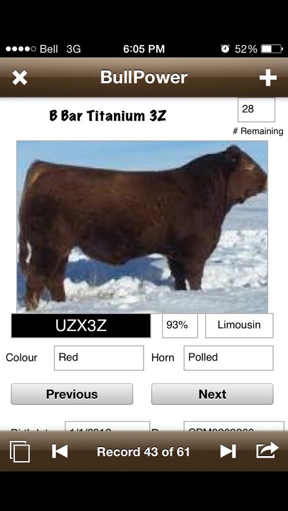 bzacres's tweet photo. Bred our first group of cows on the weekend. Our #BullBattery for round 1 includes these studs. #Limousin #breed16 http://t.co/cvgLW6kk9K
