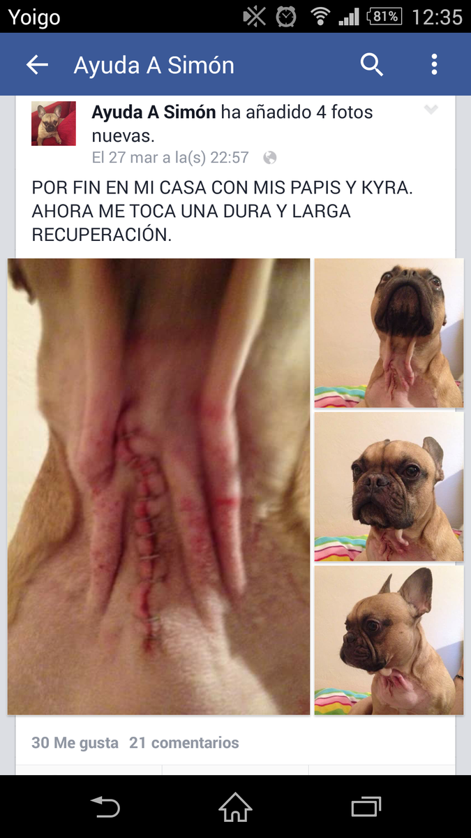 BulldogFrances3's tweet photo. Ayuda a Simón os necesita !! Para cualquier información podeis meteros en la página de Facebook http://t.co/16gzcjGmDc