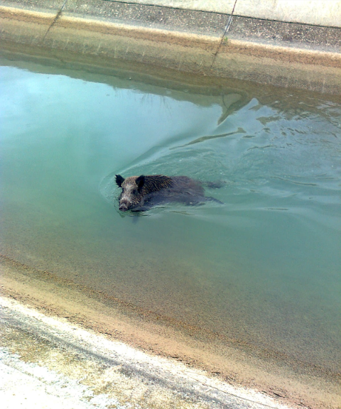 Dandose un buen baño jeje, para que luego digan que no son curiosos jajaja