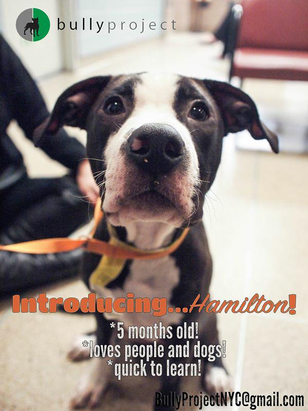 BullyProjectNYC's tweet photo. Meet Hamilton, 5 month old pittie pup named after @Lin_Manuel's @HamiltonMusical. To adopt, email us! http://t.co/H95v3JxFuv