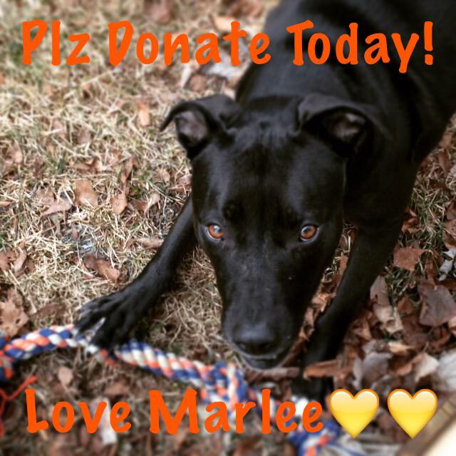 Marlee_The_Pit's tweet photo. 🐾💛❤️🐾48% of goal. 2 days left! Plz #Donate #HelpMarleeRunAgain will you make the difference? https://t.co/eNdfKoRBHn http://t.co/xkZVq12kAS