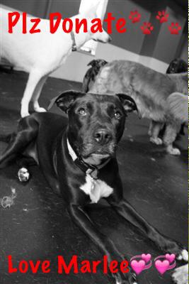 Marlee_The_Pit's tweet photo. 🐾💛❤️🐾48% of goal. 2 days left! Plz #Donate #HelpMarleeRunAgain will you make the difference? https://t.co/eNdfKoRBHn http://t.co/xkZVq12kAS