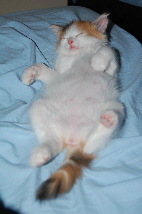 KiraLadyBoss's tweet photo. Meooww! Así de feliz era yo de pequeñita. Me quedaba dormirda de cualquier forma. A q sí, mami? :3 @LadyBossChannel http://t.co/uQE8g323A2