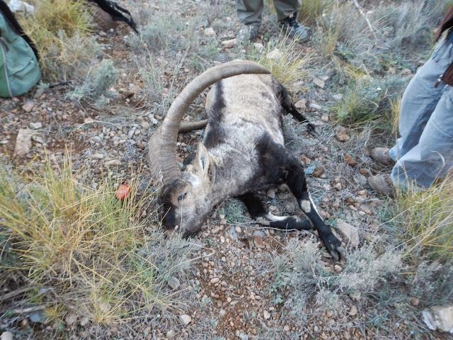 Buen rececho y una muy buena cabra montesa . Muchos recechos con grandes trofeos en lancesdecaza.com visitenla.