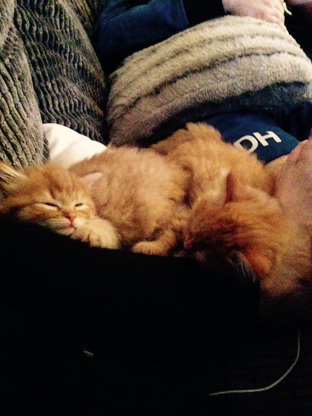 BeckyThompson93's tweet photo. Having withdraw symptoms 😻 http://t.co/uXbVy79rc5