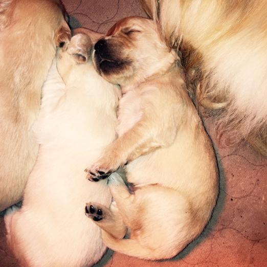 tillyretrievers's tweet photo. Chubby puppy #goldenretriever #puppy http://t.co/cmEnbDVTZe