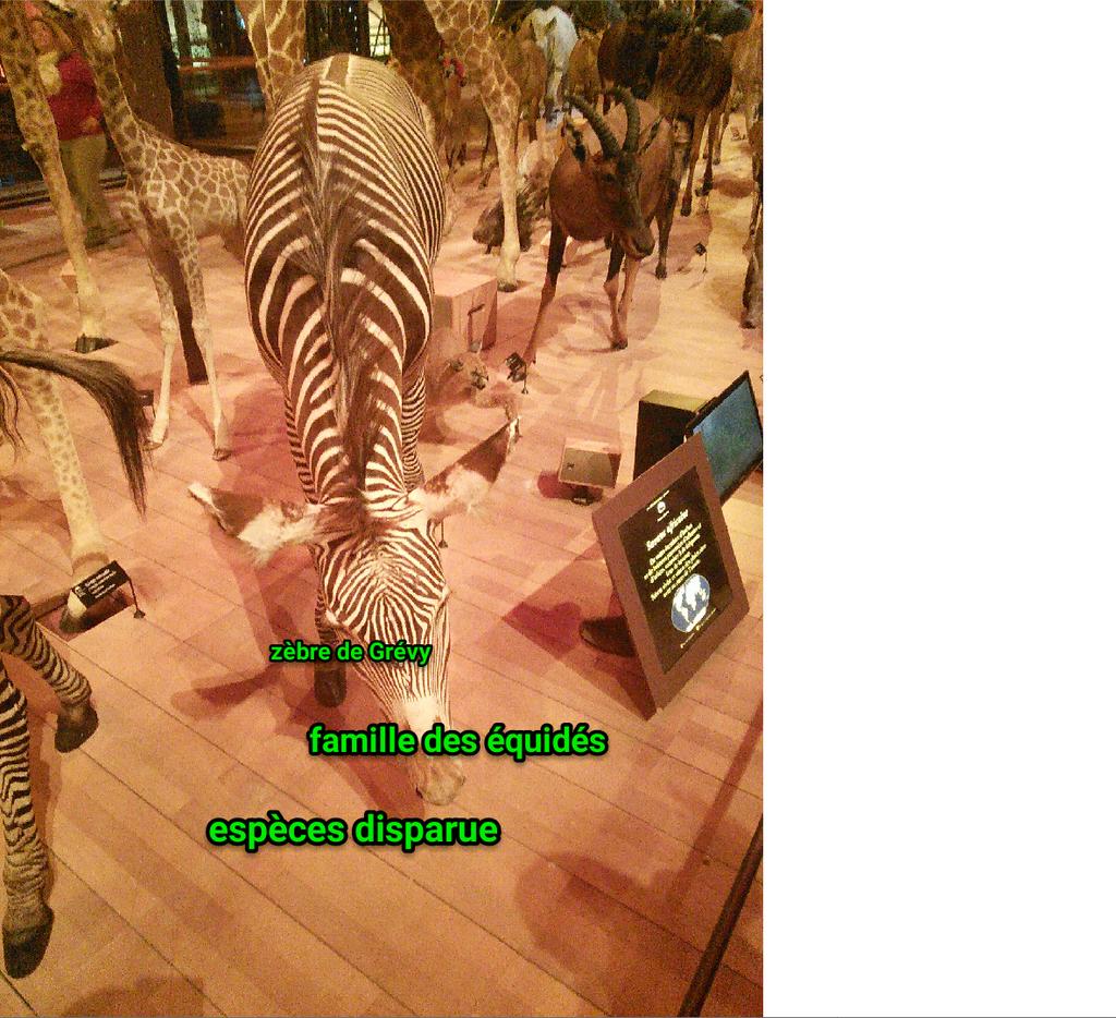 SVTSugerTab4's tweet photo. Zèbre #BiodivGGE #espèce http://t.co/8Gzve9BdPI