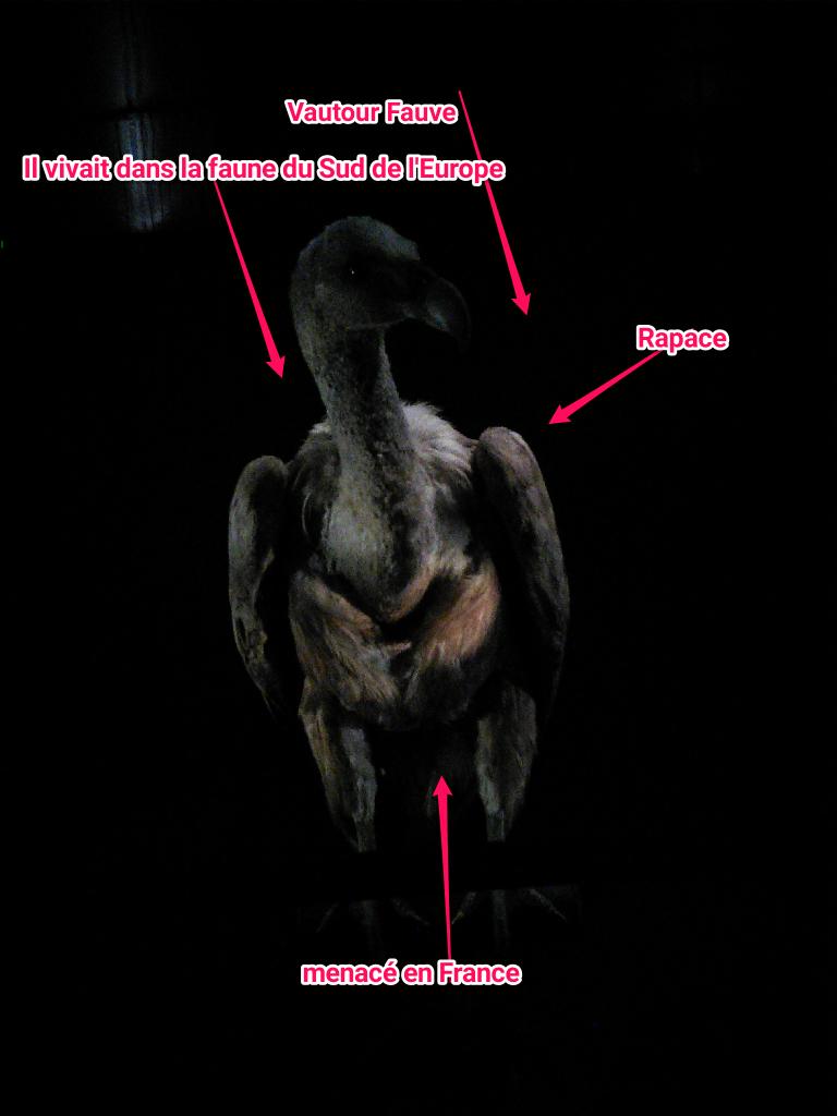 SVTSugerTab3's tweet photo. #BiodivGGE  #squelette @SugerSVT http://t.co/LdIAkpeL3b