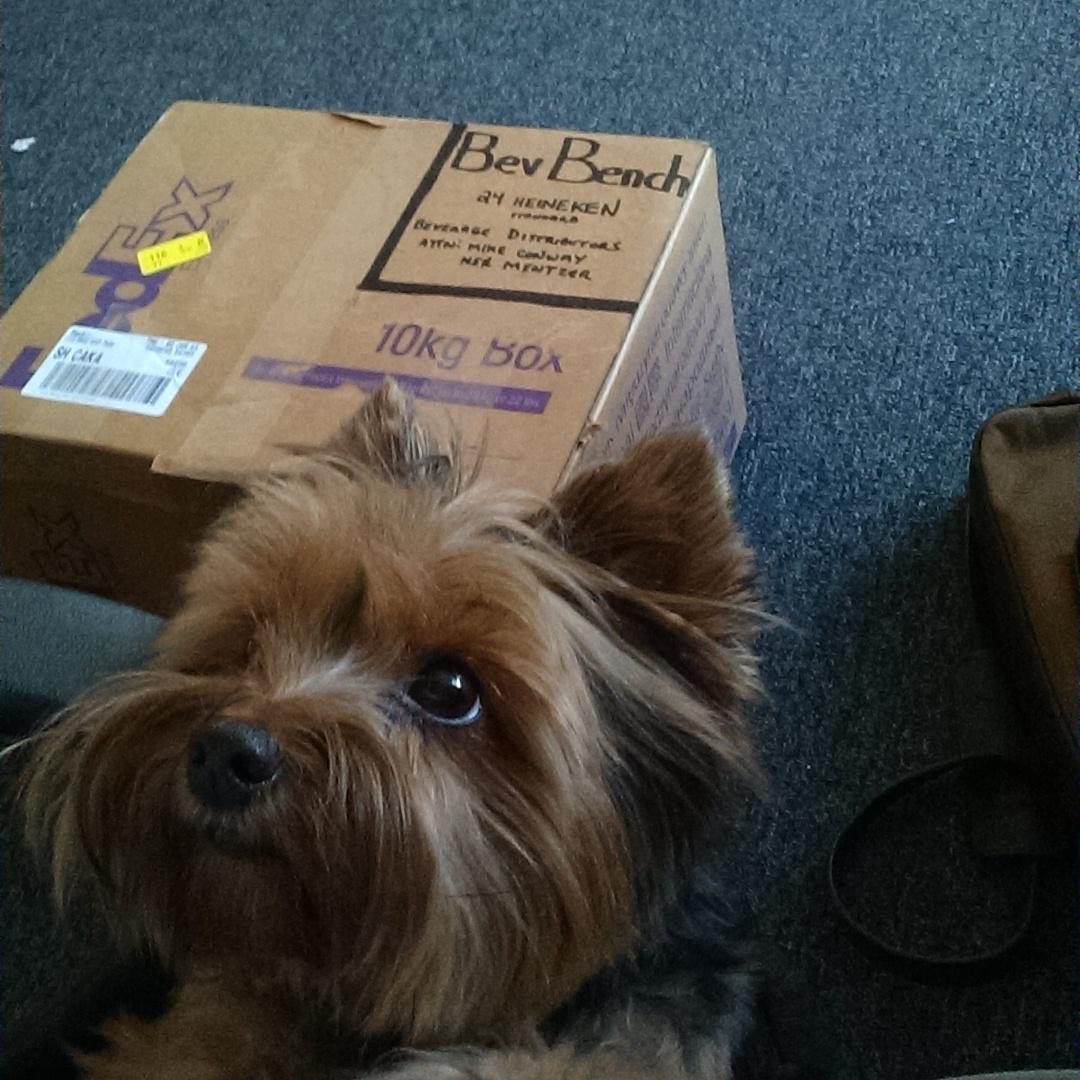 BevBench's tweet image. This little cutie is going to help deliver this order #puppysitting #Daisy #BevBench #benchit