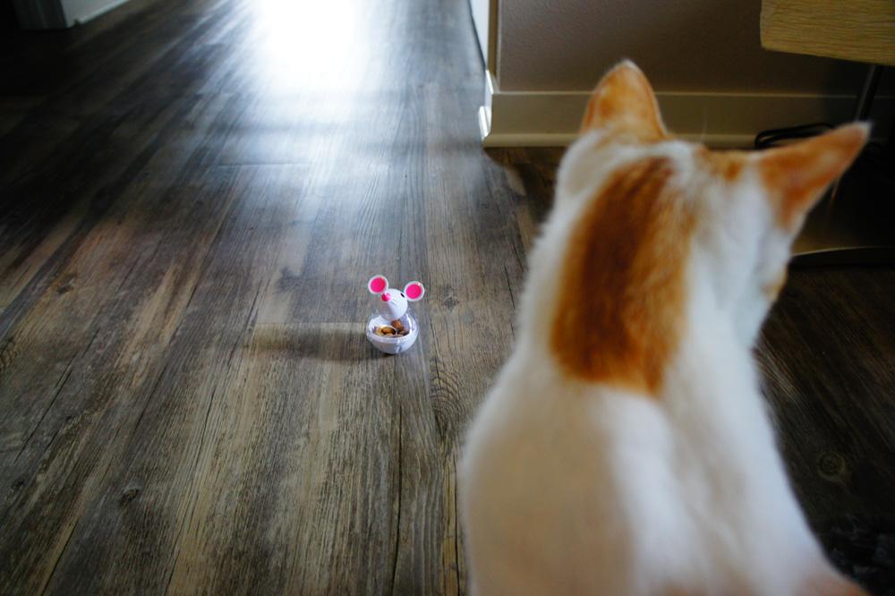 LLbychels's tweet image. the ultimate cat vs mouse; we're loving this new @temptationscats toy, or I am! c/o @Influenster #CatVsMouse