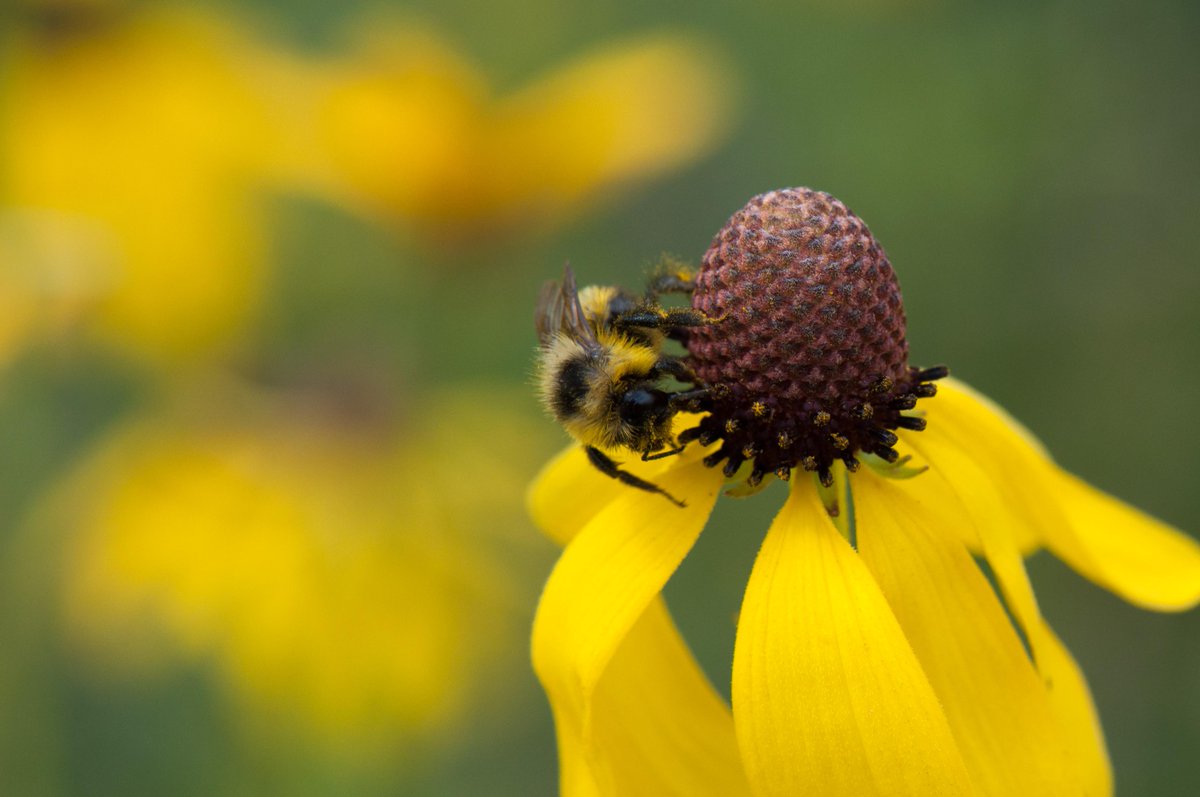 Effects of #climatechange on #pollinators talk <a href="/UofT/">University of Toronto</a> April 12th bit.ly/1EqkiJt