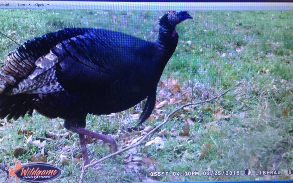 SWMOWinglockers's tweet photo. Trail cam pics are the best! #springstrut http://t.co/ULLnJzPRQp