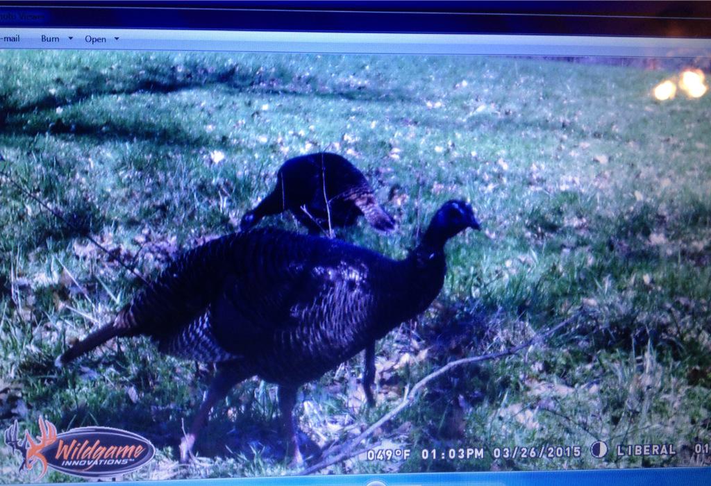 SWMOWinglockers's tweet photo. Trail cam pics are the best! #springstrut http://t.co/ULLnJzPRQp