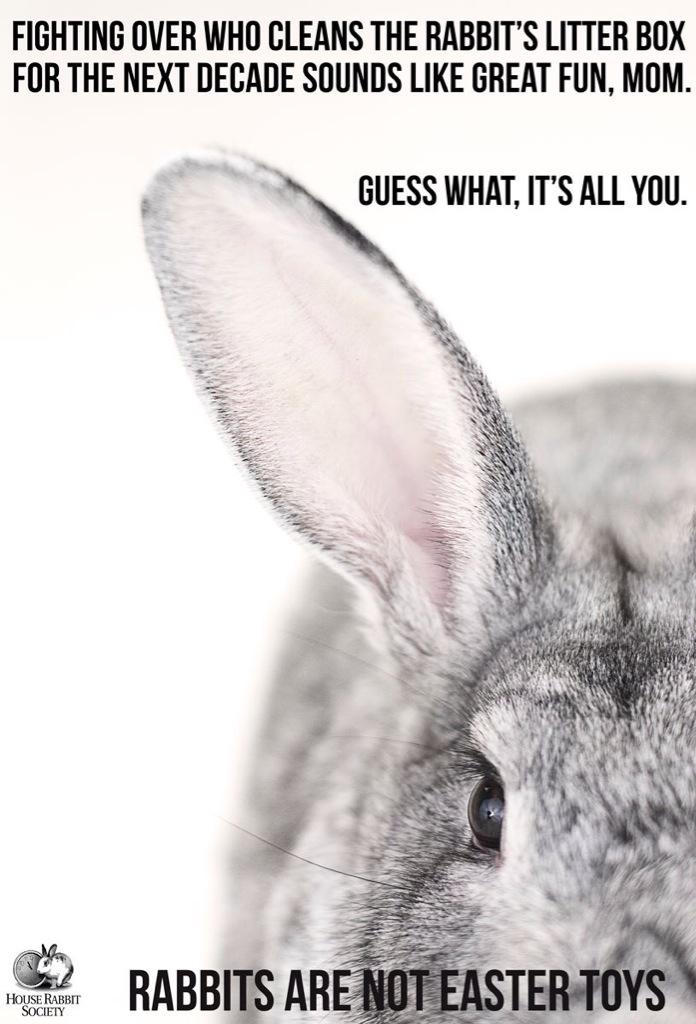 Las Vegas House Rabbit Society Nevada Volunteers