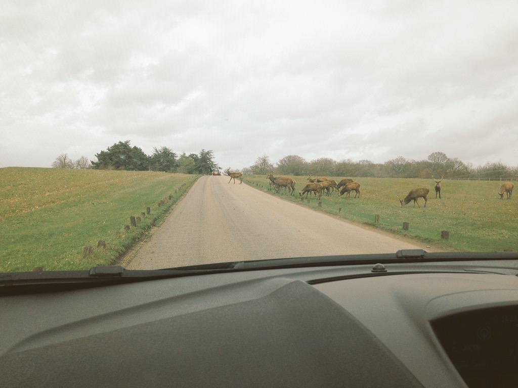 Mummys_Blog's tweet image. Today is a deer crossing day! #richmond #richmondhill #deer #richmondpark