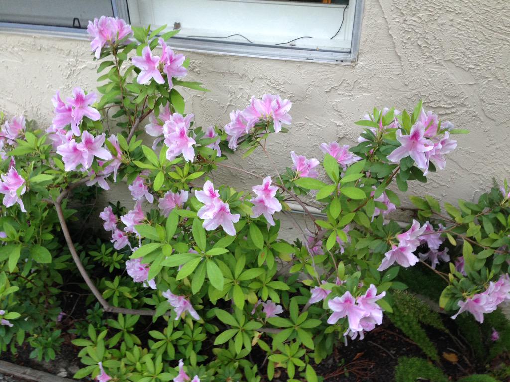 LaurileeK's tweet photo. #SpringHasCome #inmyardandtheirs http://t.co/zJEoDCVGD9