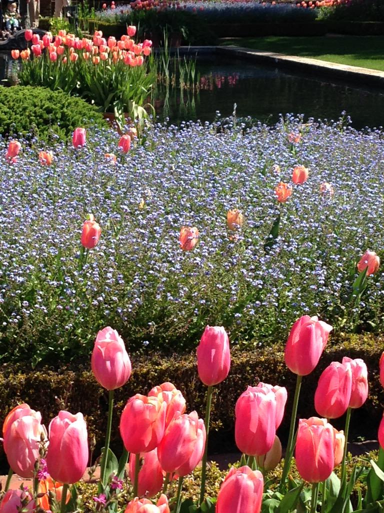 LaurileeK's tweet photo. #SpringHasCome #inmyardandtheirs http://t.co/zJEoDCVGD9