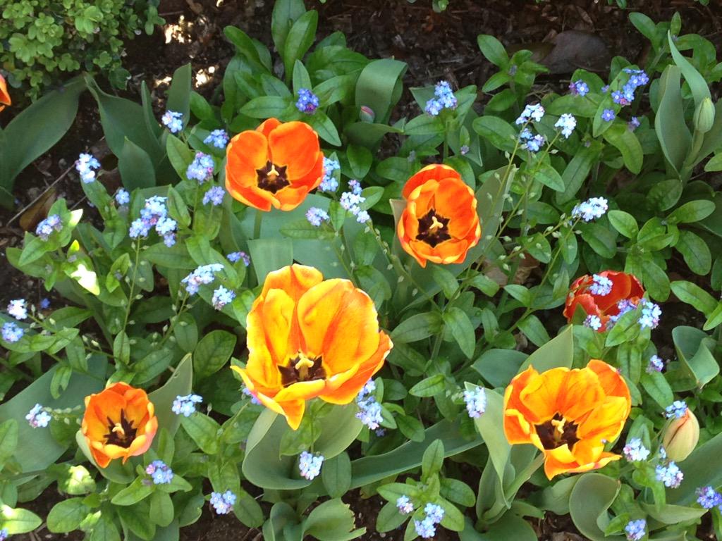 LaurileeK's tweet photo. #SpringHasCome #inmyardandtheirs http://t.co/zJEoDCVGD9