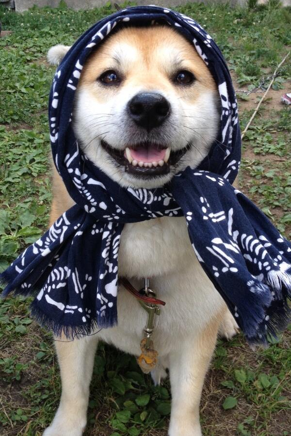 COMMONLAWBODY's tweet image. みなさまも 『ねっちゅうしょう』っていうのに きをつけてくださいー！