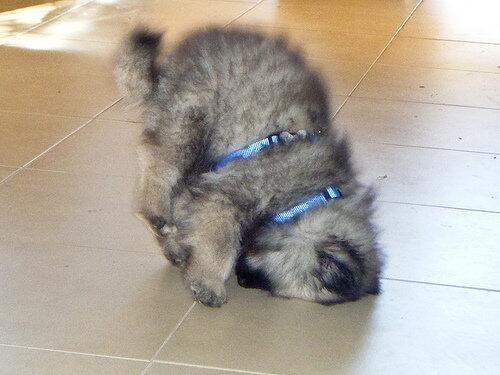 Handstand