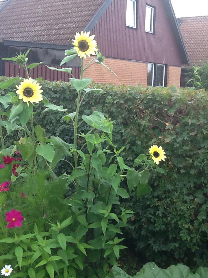 MayMyte's tweet image. I want  summer now#sunflower#