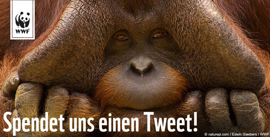 WWF_Deutschland's tweet image. Es ist ein kleiner Tweet für dich, aber ein großer Tweet für die Umwelt! Spende uns einen: justcoz.org/wwf_deutschland