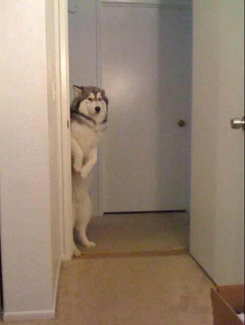 StumblerTop's tweet photo. "Yall gonna take me for a walk or nah?" http://t.co/cNl94I4O2J