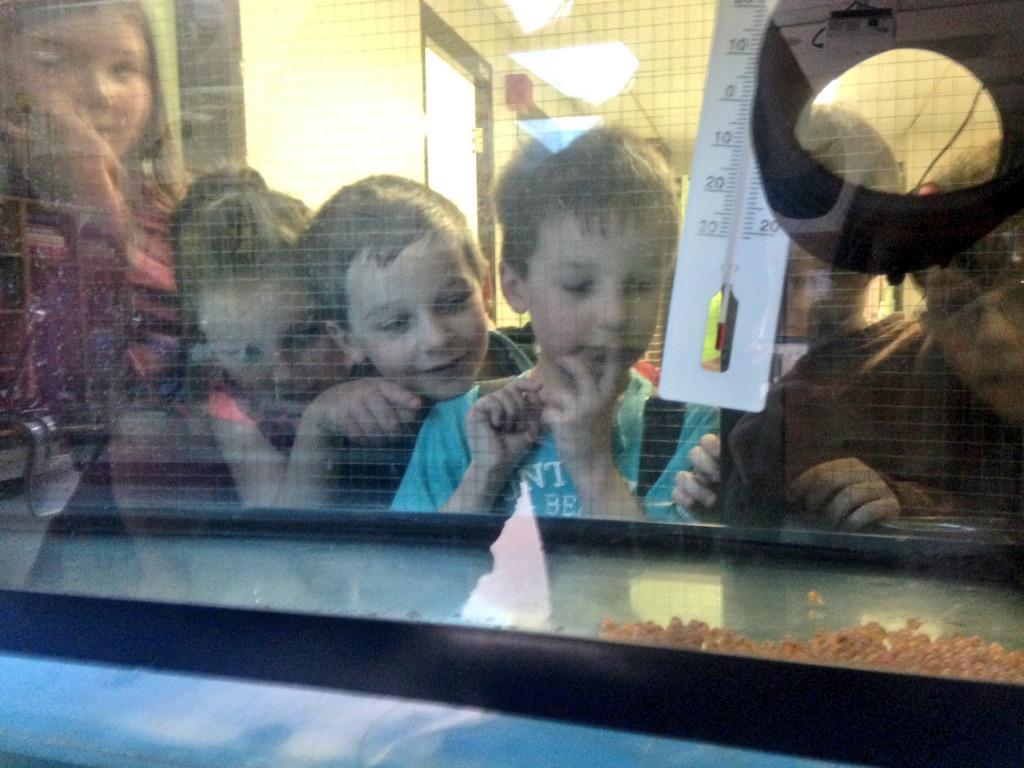 Checking out the one hatched baby salmon 🐟