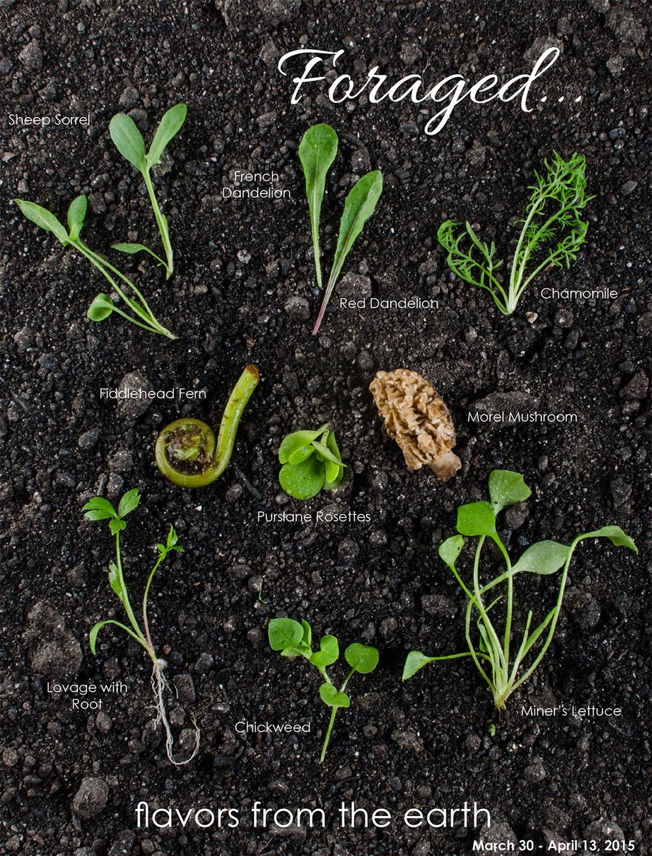 TheChefsGarden's tweet photo. Foraged...flavors from the earth #FlavorsofSpring http://t.co/ryI4dDxDtf