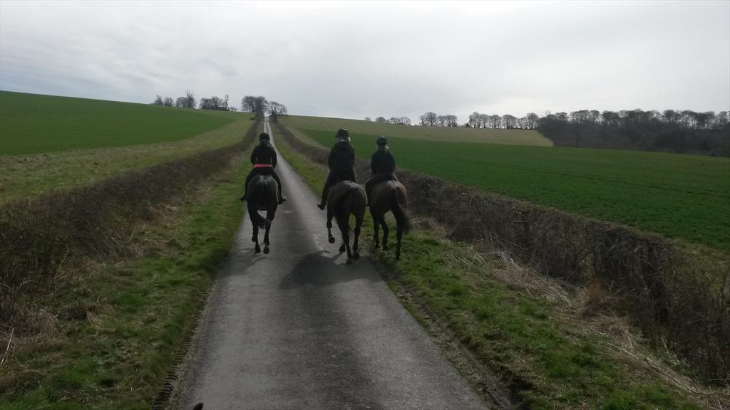 LydiaHannon's tweet photo. Teamhannon monday morning fitness club! #fithorses @redlionbritsal @the_practice_ http://t.co/YrEyhuaLLR