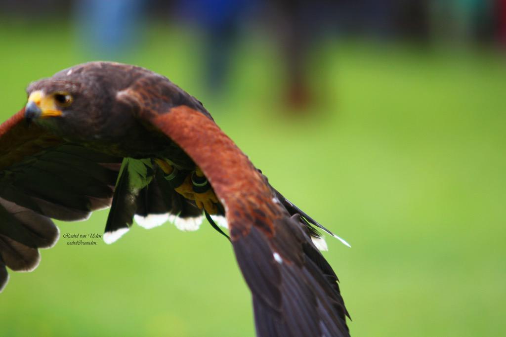 HistFestRaalte's tweet photo. @OverUIT @jijenoverijssel @ProvincieOV Vogelshow is fantastisch, om 14.30 uur, http://t.co/2LPbLlb02O svp#RT http://t.co/mJPQtd4PjZ