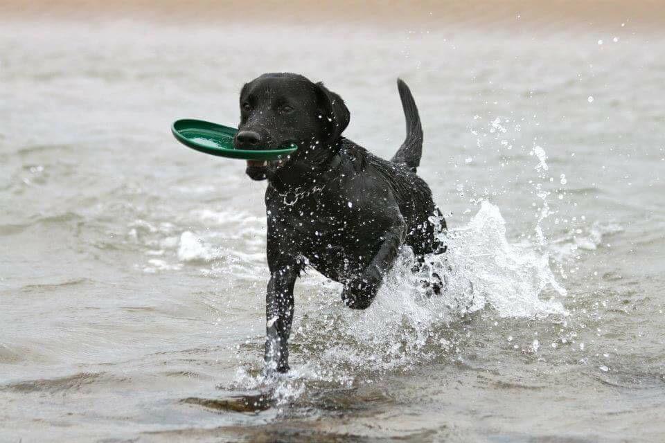HenryFray1's tweet photo. @CAupdates For the love of Labradors...down time at the beach http://t.co/XIJdiiRZig