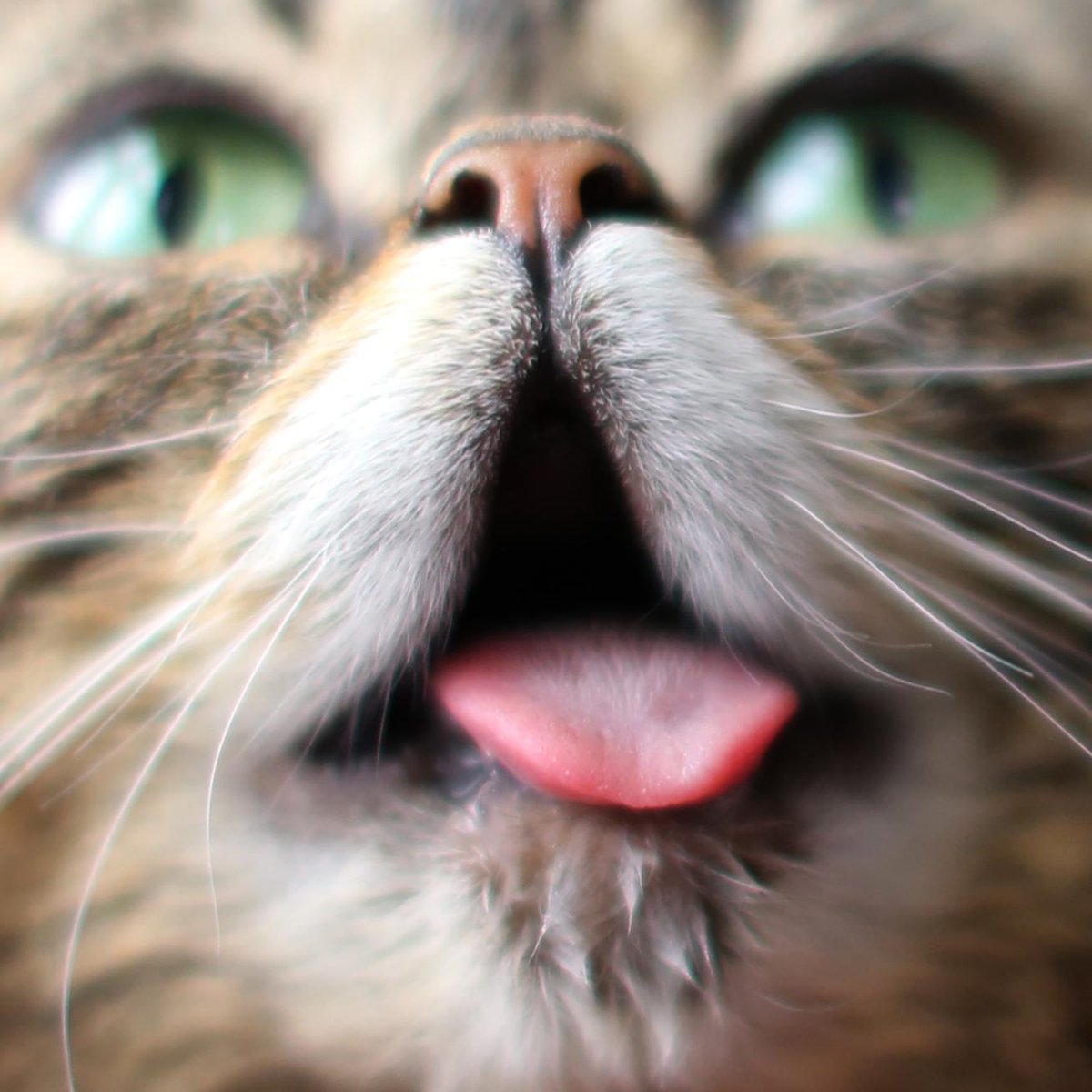IAMLILBUB's tweet photo. BUB MOUTH! http://t.co/iAEQ7XSY93
