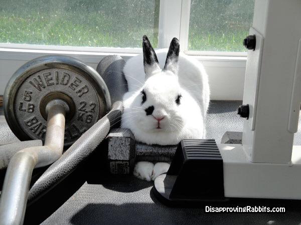Doomsday Bunnies tweet media