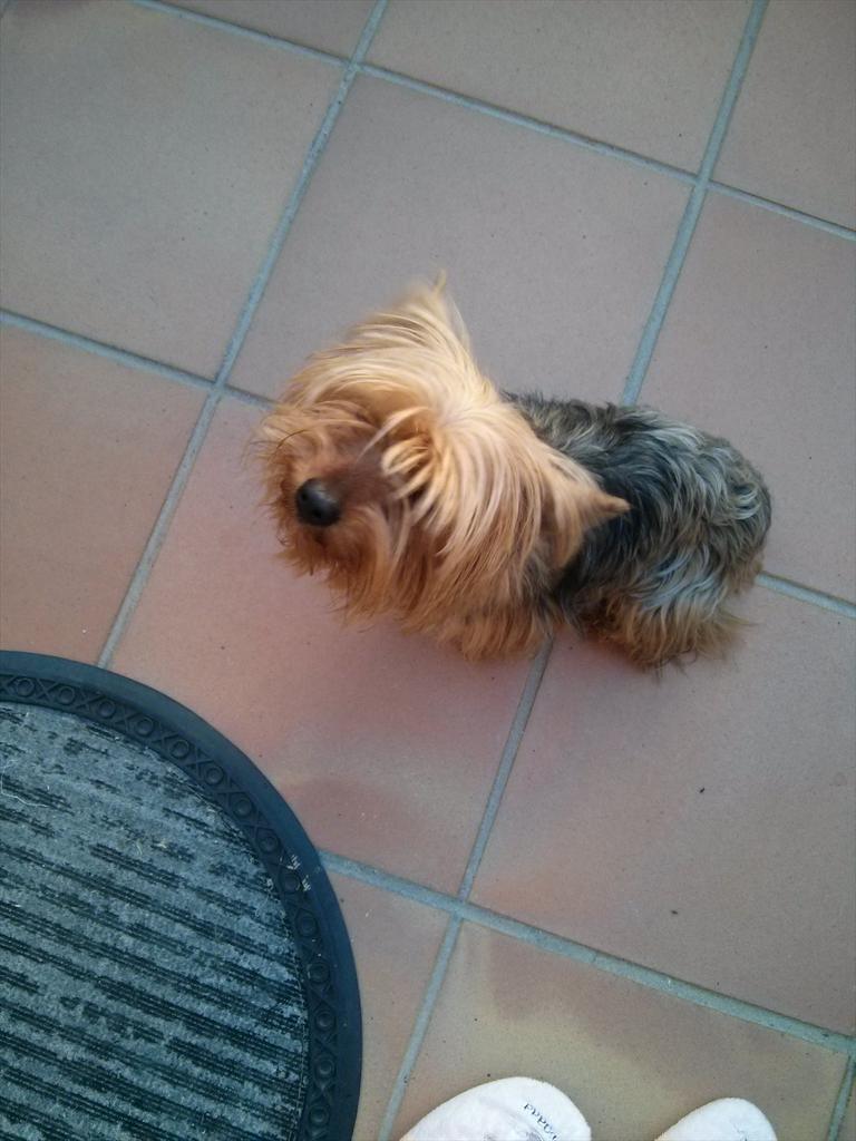 TriZiaa90's tweet photo. Encontrado perrito en la zona de la era!! Rt http://t.co/j9Msv8T367