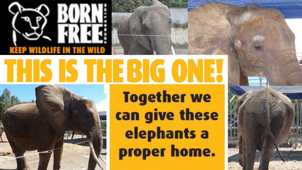 _AnimalAdvocate's tweet image. This is #TheBIG1 HELP @BFFoundation BUILD #EUROPE&apos;S 1st #ELEPHANT #SANCTUARY. ♥🐘🐘🐘🐘♥ #BornFree bornfree.org.uk/give/elephant-…