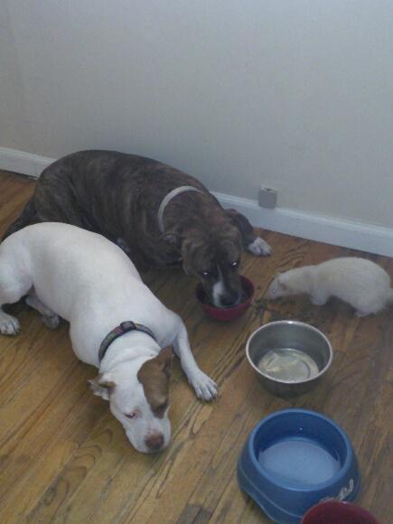 Pupdate from Grammas house. They obviously miss me. http://t.co/mGQgHUM0po<a href="/tag/tupacotuesday"class="tags"><span>#tupacotuesday</span></a>