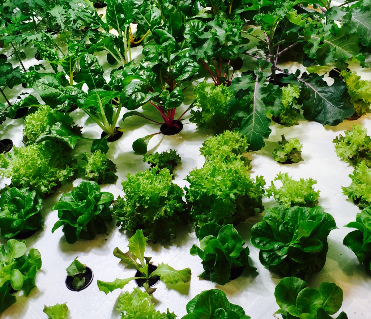 LotusUrbanFarm's tweet photo. We have fresh produce for sale 7 days a week! http://t.co/KV3kQm1PHu